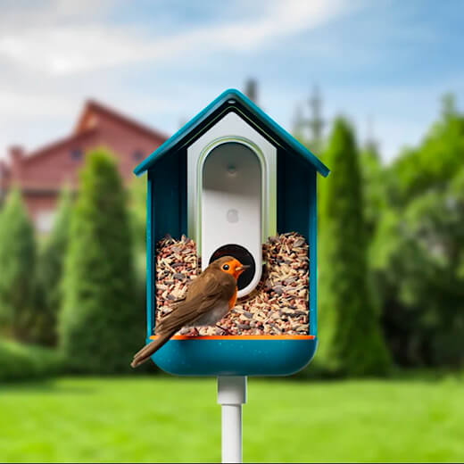 Допомога птахам за допомогою розумної годівниці з камерою Bird Buddy