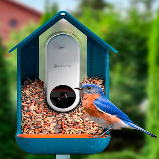 Розумна годівниця з камерою Bird Buddy для птахів