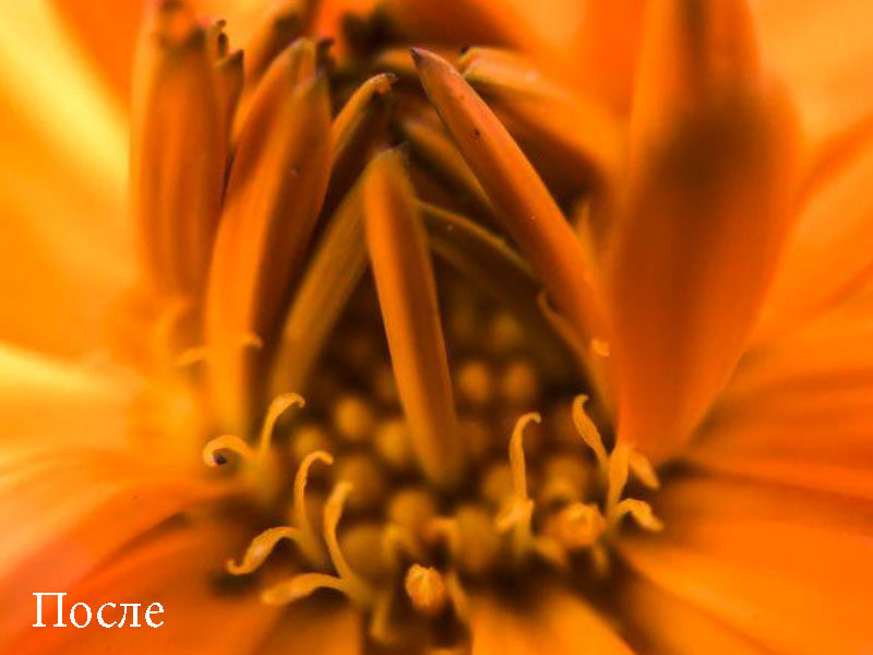 Набор объективов 6 в 1 для iPhone 11 Olloclip Macro ProPack