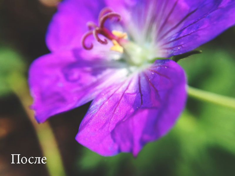 Набор объективов 6 в 1 для iPhone 11 Olloclip Macro ProPack