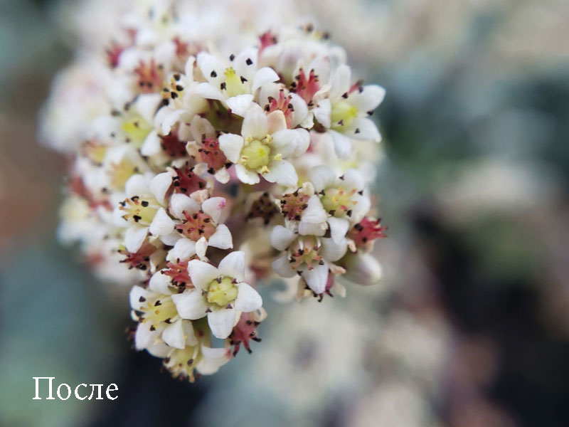 Набор объективов 6 в 1 для iPhone 11 Olloclip Macro ProPack