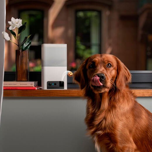 Умная кормушка с камерой Petcube Bites 2 Lite для домашних животных индикатор